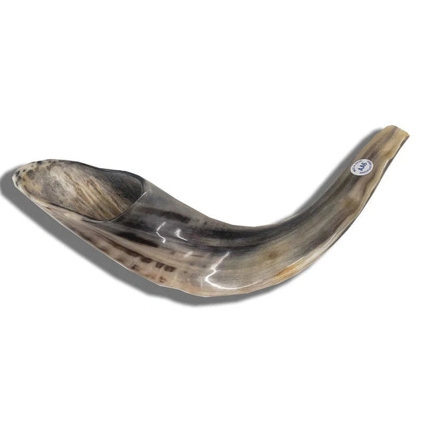 Shofar Ram AA6 - Badatz Hechsher {Holiday-Rosh Hashanah-Shofar} Manchester Judaica