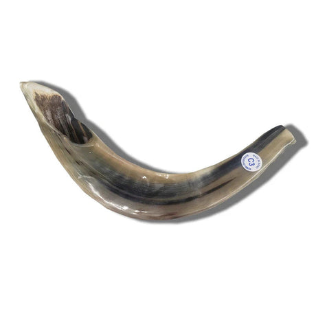 Shofar Ram C3